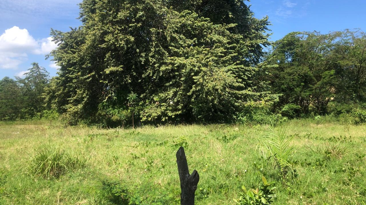 Land for sale across from the UASD University